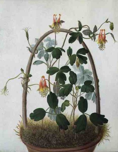 Tropaeolum Tuberosum (parşömen üzerine kurşun kalem üzerine sulu boya ve guaj boya) by Matilda Conyers