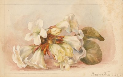  by Matilda Rose Herschel