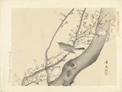Beyaz çiçekli ağaçta kuş Keibun- birinci bölümden Çiçek ve Kuş Eskizleri (seri başlığı) Keibun kacho gafu zen kalemi (nesne üzerinde seri başlığı) by Matsumura Keibun