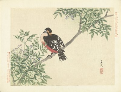 siyah-kırmızı kuş Keibun- birinci bölümden Çiçek ve Kuş Eskizleri (seri başlığı) Keibun kacho gafu zen kalemi (nesne üzerinde seri başlığı) by Matsumura Keibun