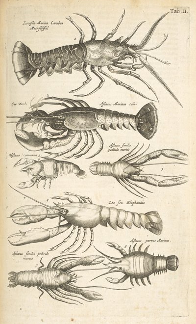 Sekme II, Istakozlar, "Dörtlü Hayvanın Doğal Tarihi"nden bir çizim by Mattaus the Younger Merian