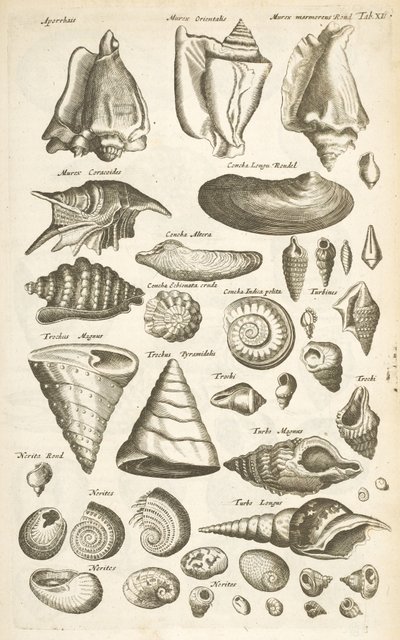 Sekme XI, Çeşitli kabuklar by Mattaus the Younger Merian
