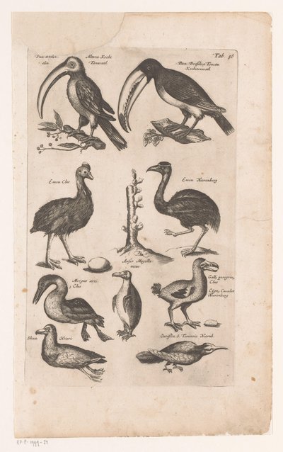 Toekans en andere vogels Historia naturalis de kuşlar, Libri VI, J. Jonston (seri başlığı) by Matthaus Merian