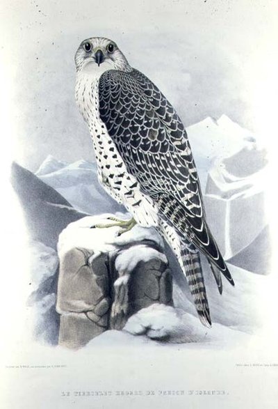 İzlandalı Şahin, H. Schlegel & A.H. Verster de Wulverhorst