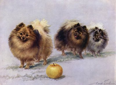 Three of Mrs Hall Walkers Champion Pomeranians  by Maud Earl