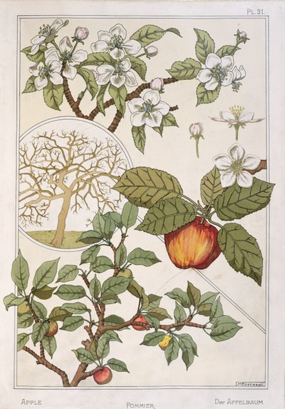 Elma Ağacı, Meyveler ve Çiçekler, 