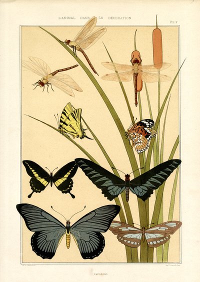 Kelebekler ve Yusufçuklar Üzerine Doğa Çalışmaları (lito) by Maurice Pillard Verneuil