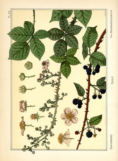 Böğürtlen Çalı (renkli taş) by Maurice Pillard Verneuil