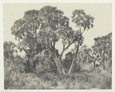 Doum palms, Yukarı Mısır by Maxime Du Camp