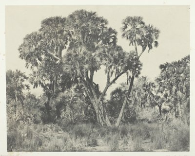 Palmiye ağaçları Doums, Yukarı Mısır, 184951, 1852 basılmış. by Maxime Du Camp