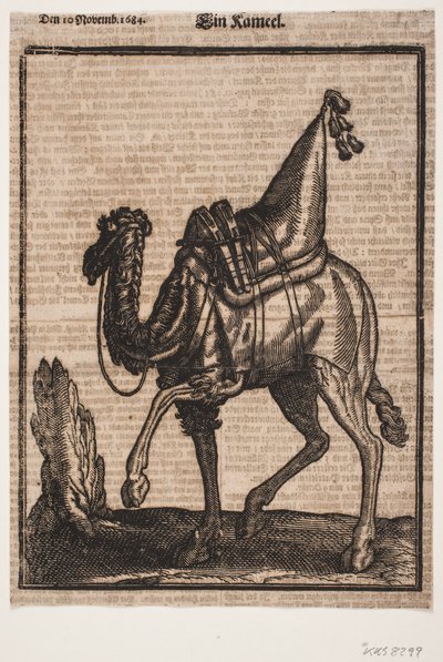Eyerli bir tek hörgüçlü dromedary, profil sola doğru, hayvanın başı wiever