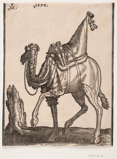 Eyerli bir tek hörgüçlü dromedary, profil sola doğru, hayvanın başı wiever