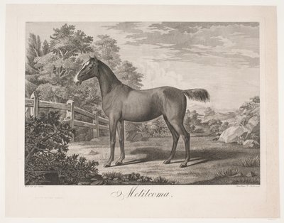 At "Melilcoma" by Meno Haas