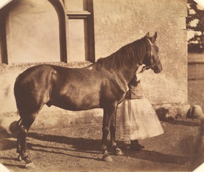 Sultan, 1850