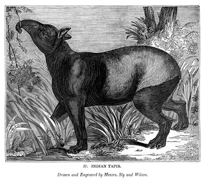 Hint Tapiri, 1843 by Messrs Sly and Wilson