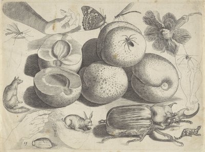 Çizim örnekleri içeren çalışma sayfası: meyveler, hayvanlar, böcekler ve eller Çizim örnekleri (seri başlığı) by Michael Snijders