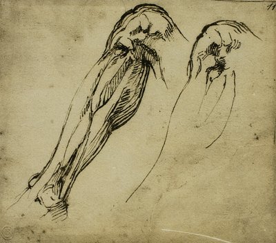 Bir Bacağın Anatomik Çalışmaları, Michelangelo