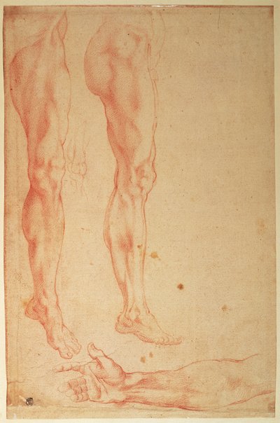 Bacaklar ve Kollar Çalışmaları (kağıt üzerinde kırmızı tebeşir) by Michelangelo Buonarroti