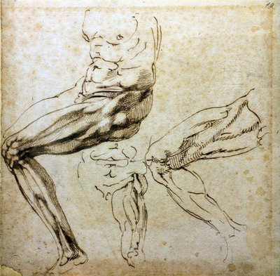 Bacak çalışmaları, 1524-1525 by Michelangelo Buonarroti