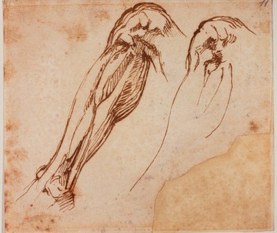 İki bacak çalışması by Michelangelo Buonarroti