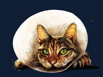 Geçmiş Olsun Kedi Gece Mavisi, 2020 by Mike Davis