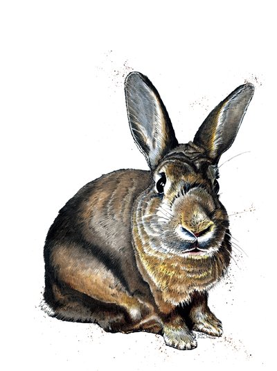 Beyaz Üzerine Tavşan Meg, 2019 by Mike Davis