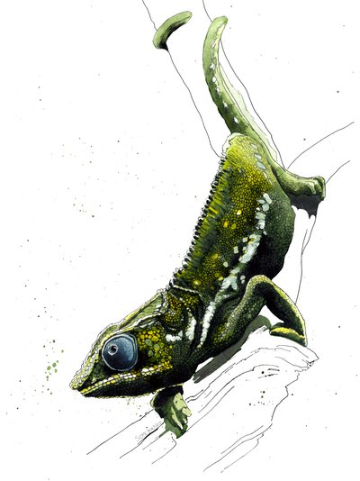 Beyaz Üzerine Bukalemun, 2019 by Mike Davis