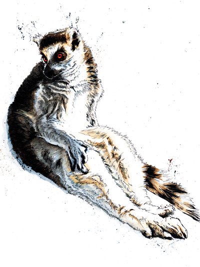 Beyaz Üzerine Tembel Lemur, 2020 by Mike Davis