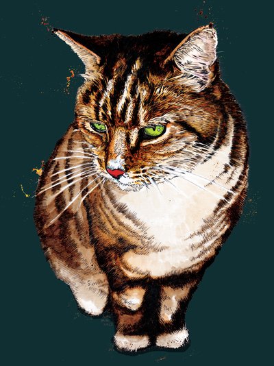 Derin Camgöbeği'ndeki Tekir Kedi, 2020 by Mike Davis
