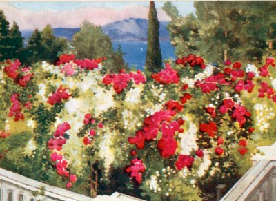Gül Pergola, Achilleion, Korfu by Mima Nixon