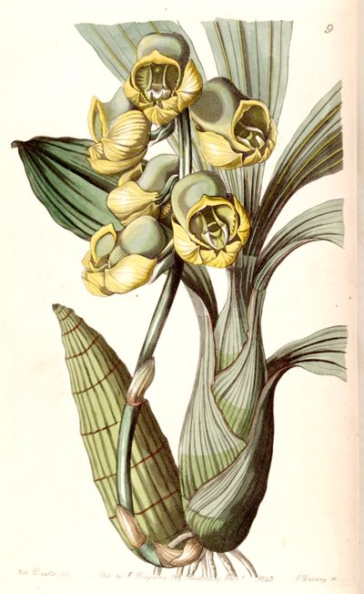 Katasetum planiceps by Miss Drake