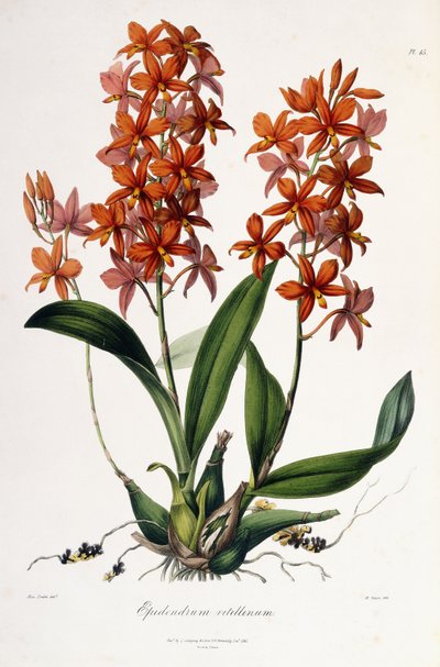 Epidendrum Vitellinus, c.1837-41 by Miss Drake
