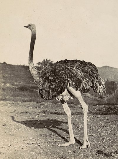 Faşist çağda 
