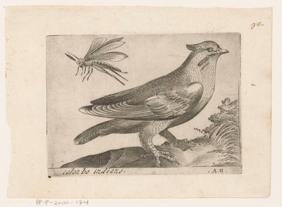 Pestvogel (Bombycilla garrulus) Colonbo indian (nesne üzerindeki başlık) Vogels (dizi adı) by Monogrammist AG