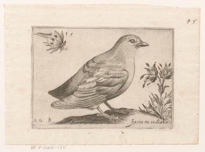 Vogel Passra Indiana (nesne üzerindeki başlık) Vogels (dizi adı) by Monogrammist AG