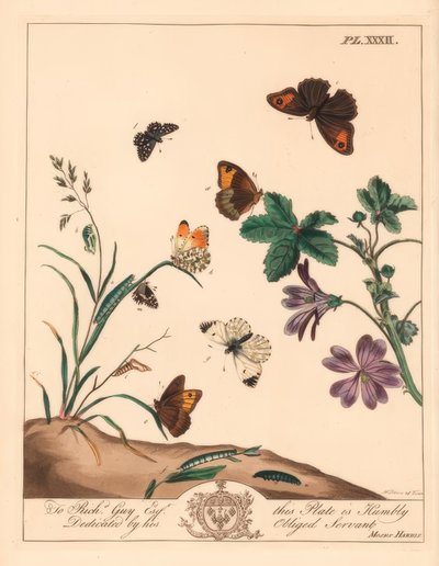 Çayır kahverengi kelebeği, Maniola jurtina, ahşap bayan veya turuncu uç, Anthocharis kakule ve kır saçlı kaptan, Pyrgus alveolus by Moses Harris