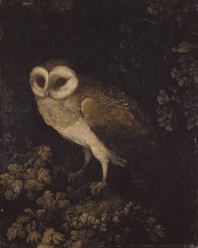 Bir Baykuş, 1780-1790. by Moses Haughton