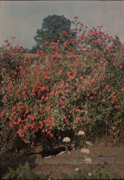 Kedi ve Bezelye, ca. 1907. by Moss