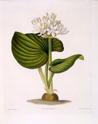 Pancratium Amboinense, 