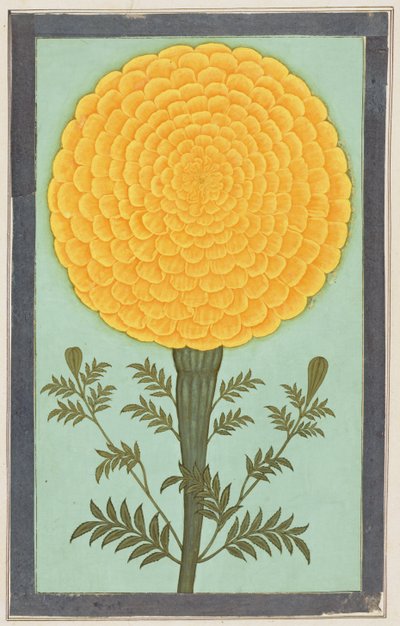 Küçük Clive Albümünden bir Marigold (kağıt üzerinde wc) by Mughal School