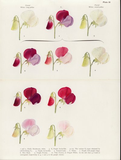  by Muriel Wheldale (after) Onslow