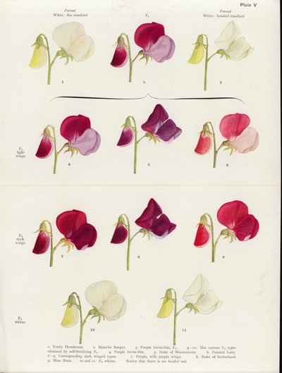 Tatlı bezelyelerde sahte allelomorfizm (renkli lito) by Muriel Wheldale (after) Onslow