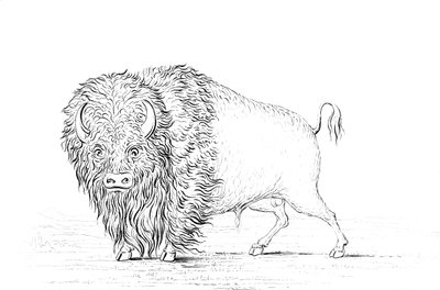 Bufalo, 1841. by Myers and Co