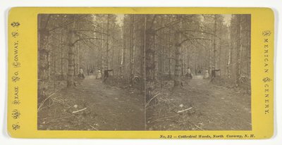 Katedral Woods, Kuzey Conway, N.H., Orta 19. yüzyıl. by N.W. Pease