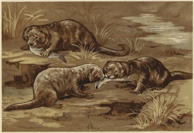 Su samurları hakkında (lito) by N. Parker