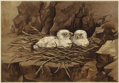 Kartal yuvası (lito) by N. Parker
