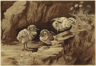Martıların kayası (lito) by N. Parker
