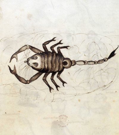 Sloane 3983. Folyo No: 23 Burç Akrep (parşömen) by Netherlandish School