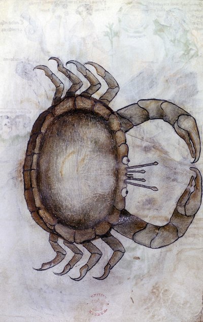 Sloane 3983 f.14v, Yengeç, Yengeç burcu by Netherlandish School