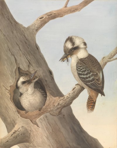 Jägerliest (Gülen Hans) by Neville Henry Cayley